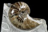 Polished Nautilus and Ammonite Fossil Association - England #180258-2